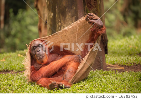 Orangutan in the Singapore Zoo 16282452
