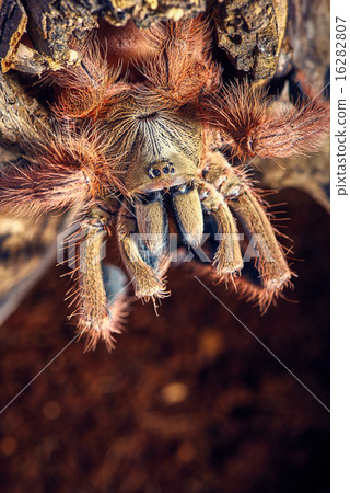 tarantula Tapinauchenius gigas tarantula Tapinauchenius gigas 16282807