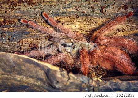 tarantula Tapinauchenius gigas tarantula Tapinauchenius gigas 16282835