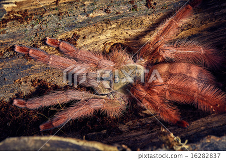 tarantula Tapinauchenius gigas tarantula Tapinauchenius gigas 16282837