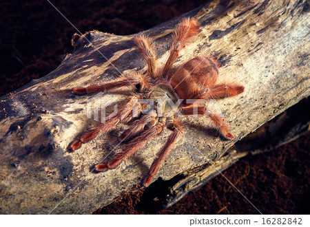 tarantula Tapinauchenius gigas 16282842