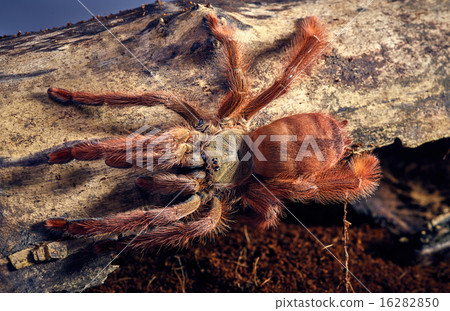 tarantula Tapinauchenius gigas tarantula Tapinauchenius gigas 16282850