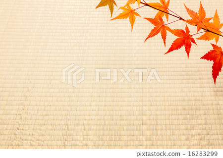 Tatami and Momiji 16283299