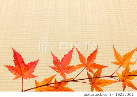 Tatami and Momiji 16283301