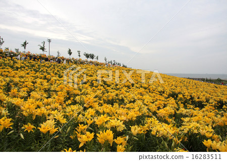 黃色百合領域 16283511