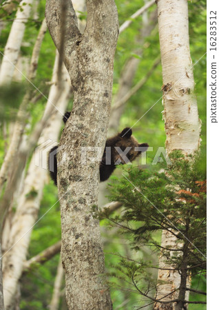 爬樹的樹 16283512