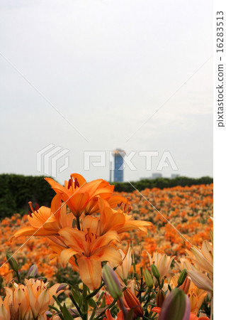 百合和垃圾處理廠煙囪 16283513