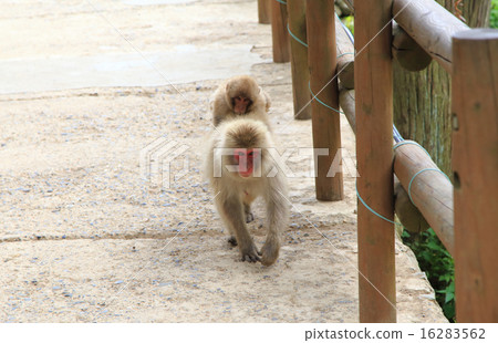 猴子的父母和孩子Jigokudani 猴子的父母和孩子Jigokudani 16283562