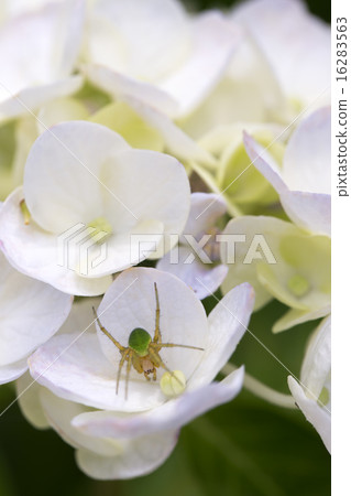 繡球花和蜘蛛 繡球花和蜘蛛 16283563