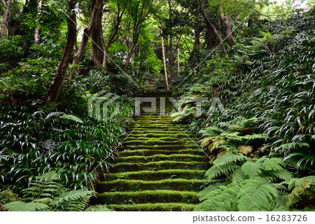 The staircase of Misoro-ji Moss The staircase of Misoro-ji Moss 16283726