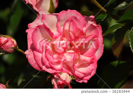 Nicole opened to the full Nicole opened to the full 16283944