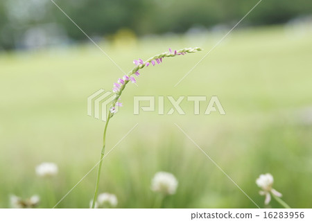 螺絲bana(Spirante) 螺絲bana(Spirante) 16283956