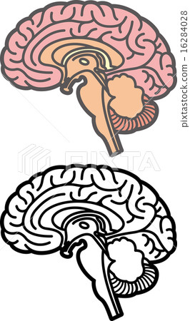 brain  16284028
