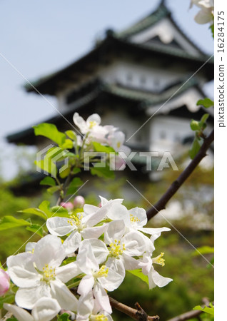 蘋果花和弘前城（青森縣弘前市） 16284175