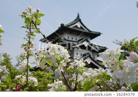 Apple flowers and Hirosaki castle 16284370