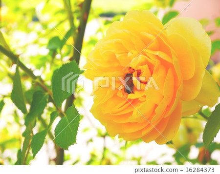 蜜蜂 玫瑰 玫瑰花 16284373