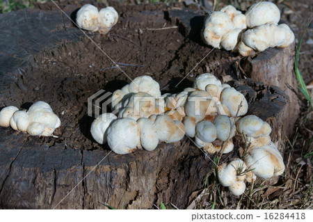 我是hillafasbee。 我是hillafasbee。 16284418