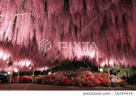 足利花卉公園,Ofuji和杜鵑花點亮了 足利花卉公園,Ofuji和杜鵑花點亮了 16284434