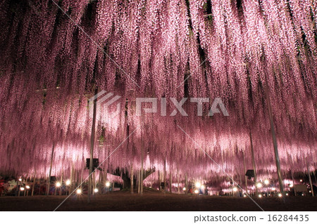 Ashikaga Flower Park: Illumination of Ofuji Ashikaga Flower Park: Illumination of Ofuji 16284435