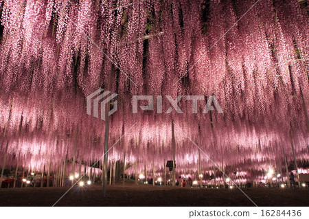 Ashikaga Flower Park: Illumination of Ofuji Ashikaga Flower Park: Illumination of Ofuji 16284436