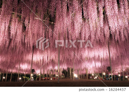 足利花卉公園:Ofuji 的燈飾 足利花卉公園:Ofuji 的燈飾 16284437
