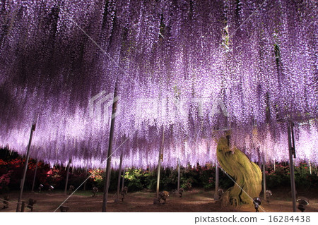 足利花卉公園：點亮紫藤花架 16284438