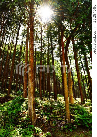 Mie Forest 16284580