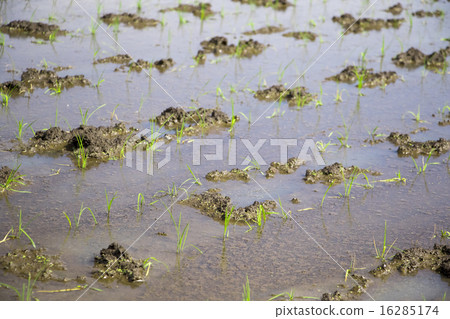 水稻種植工作 16285174