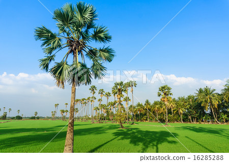 land scape view of Toddy palm and ricefield 16285288