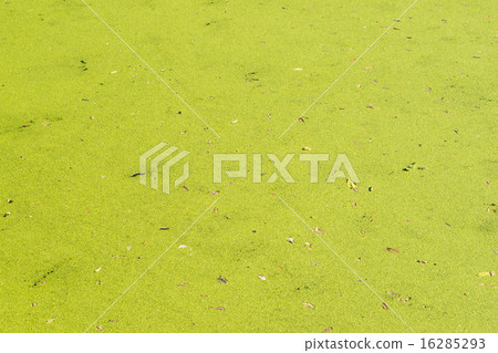 Mosquito fern 16285293