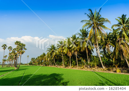 land scape view of Toddy palm and ricefield 16285404