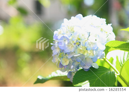Image of hydrangea Image of hydrangea 16285554