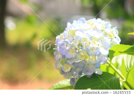 Image of hydrangea Image of hydrangea 16285555