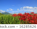 Oyama and Higanbana 16285626