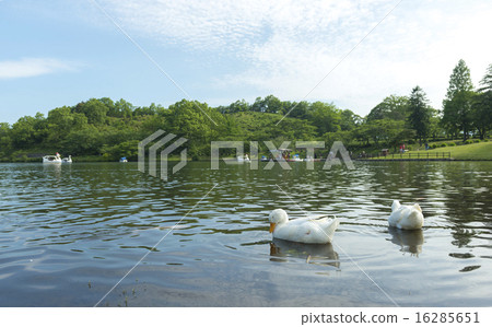 Shikako湖的鴨子 16285651