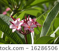 Plumeria 16286506