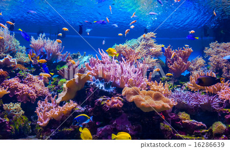 tropical fish on a coral reef 16286639