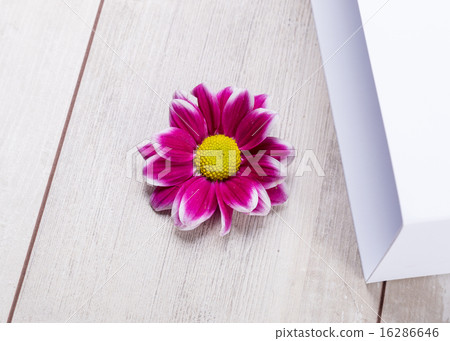 Soft abstract image of vivid flower 16286646