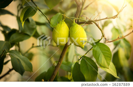 Closeup of ripe lemon growing on tree at sunny day Closeup of ripe lemon growing on tree at sunny day 16287889