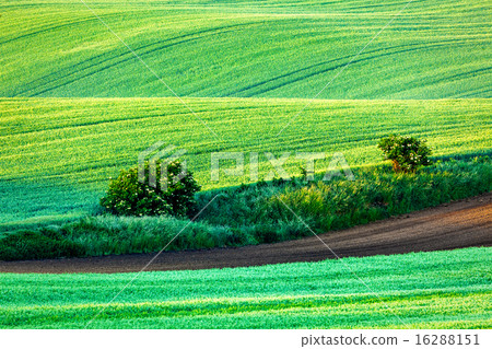 Rolling landscape of  South Moravia in the morning 16288151