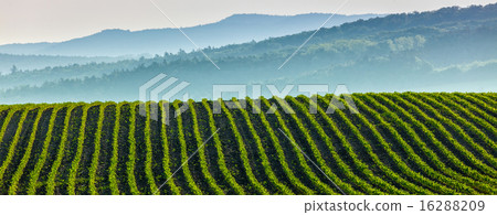 Panorama of furrows with sprouts in rolling ploughed fields Panorama of furrows with sprouts in rolling ploughed fields 16288209
