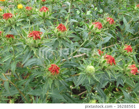 Safflower Safflower 16288501