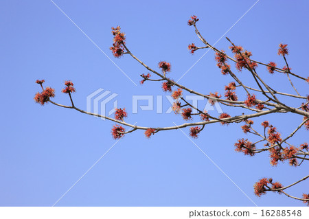 Hanakaede 16288548