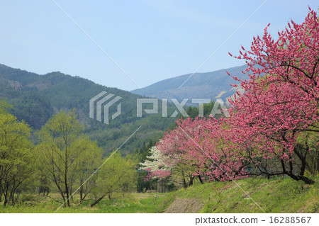 Hanamomo and fresh green (Hisano) 16288567