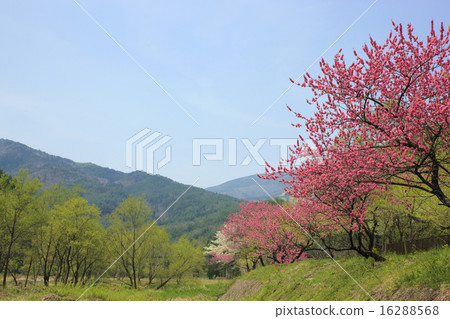 Hanamomo and fresh green (Hisano) 16288568