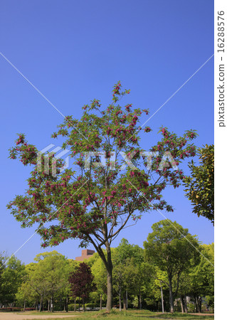 Safflower Harienge Safflower Harienge 16288576