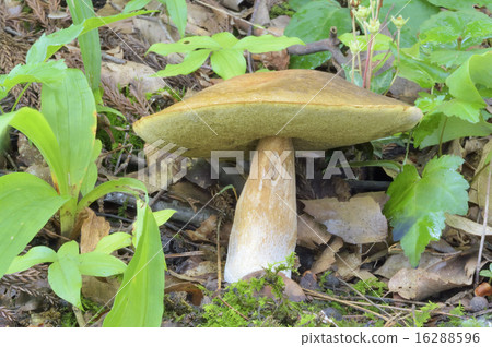Yamadoritake moodki Yamadoritake moodki 16288596