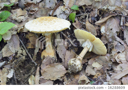 Cabbage Tenutake Cabbage Tenutake 16288609