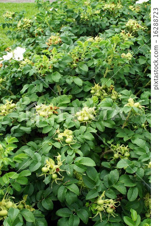 一個繁殖種子的果實 16288723