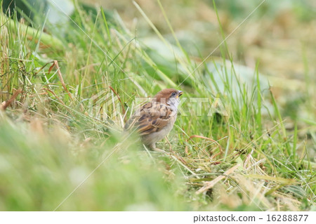 野鳥 野鳥 16288877
